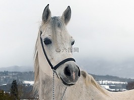 纯种,阿拉伯语,雪