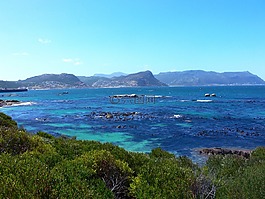 海藻,热带,海