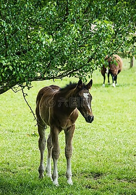 马驹,草甸,马