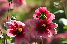 花,大丽花,各种阿拉贡