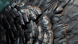 鸟,鸟类羽毛,黑色