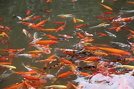 鱼,水池,喂食