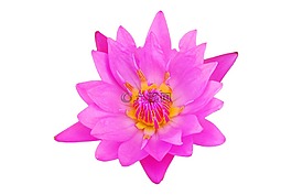 花,粉红色,粉红色的花
