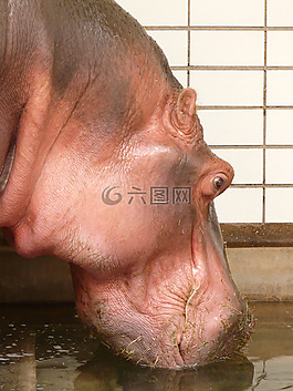 河马,paarhufer,哺乳动物