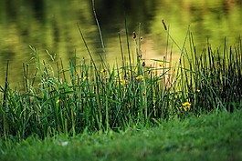 湖,草药,花