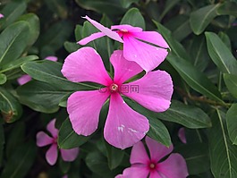 花,粉红色,粉红色的花