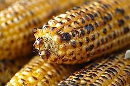 埃及,食品,烘烤的
