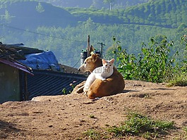 友谊,猫,狗