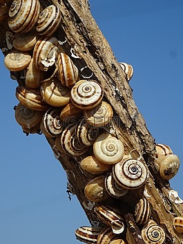 蜗牛,科,蜗牛壳