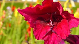 百合,菜花,红色