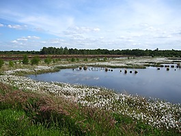 高沼地,复性,cottongrass
