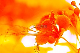 黄色背景,花,黄色背景花