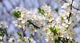 春天的花朵,梅花,白