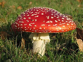 蘑菇,毒药,红帽子