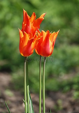 郁金香,橙色,花