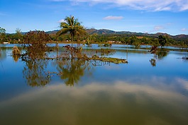 湖泊,水,树