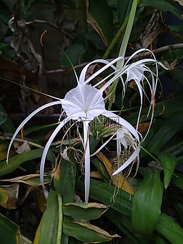 白,花,水仙花色