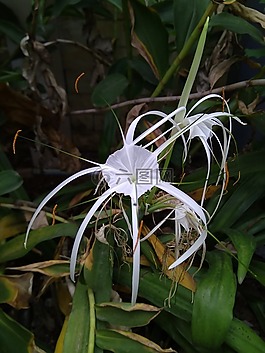 白,花,水仙花色