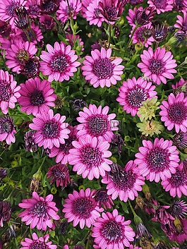 开普篮,开花,花