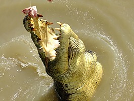 鳄鱼,咸,咸水