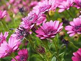 开普篮,开花,花