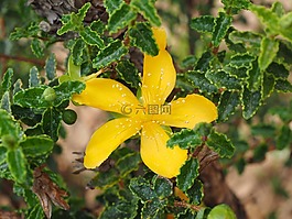 圣约翰草,开花,黄色