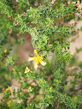 圣约翰草,开花,黄色