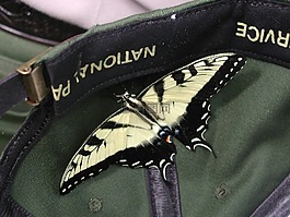 蝴蝶,燕尾虎东部,昆虫