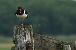 蛎鹬,踩高跷表演者,草地上的鸟
