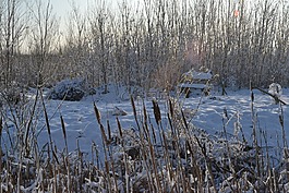 雪,冬天,河岸边