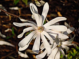 花,性质,美容