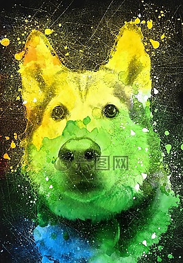 赫斯基,多彩,西伯利亚