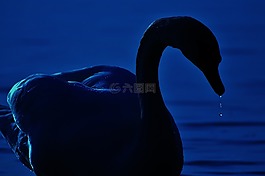 天鹅,剪影,一滴水