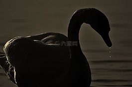 天鹅,剪影,一滴水