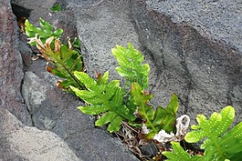 夏威夷,全国滑雪,火山