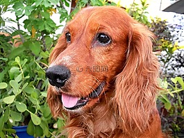 可卡犬,美国,狗