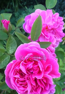 玫瑰,花园,美