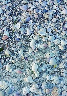 贝壳,海贝壳,海