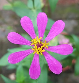 花,色彩缤纷,多彩