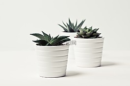 植物,性质,工作表