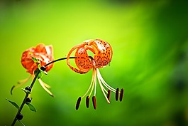 鲜花,山,风光
