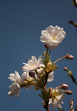 春天,开花