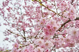 樱花,青岛,粉色