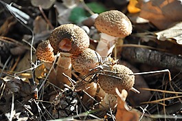 蘑菇,opieńki,森林