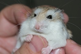 仓鼠,手掌,变速器