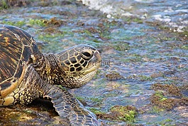 绿海龟,龟,夏威夷