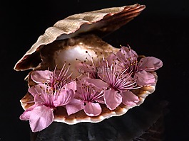 静物,外壳,特写