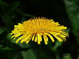 普通的蒲公英,蒲公英,花
