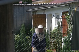 养蜂人,蜜蜂,花园