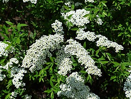 新娘 spiere,布什,观赏灌木